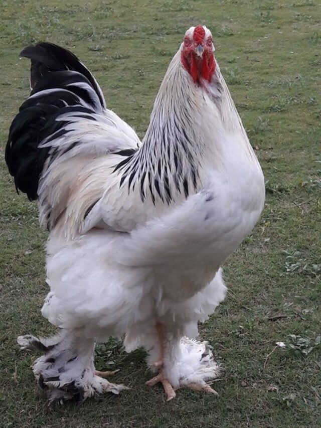 Raças bantam pacote muito em um pouco