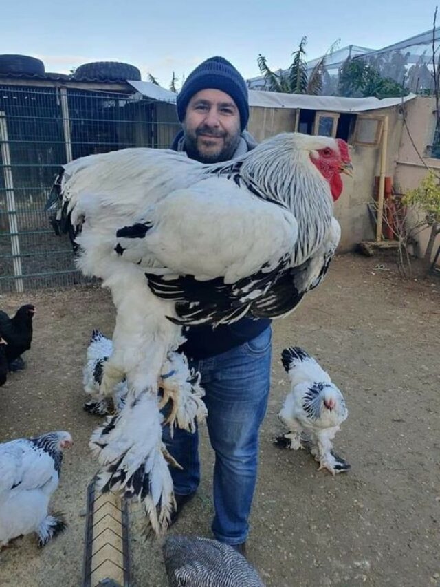 Conheça agora as 10 maiores galinhas do mundo