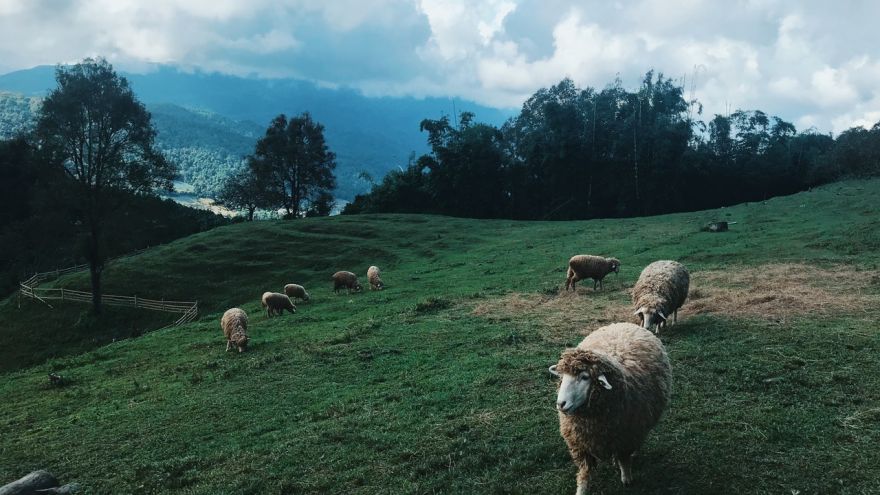 Como criar ovelhas para o lucro Confira Agora!