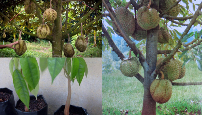 Como Plantar Durian em Casa Confira o Passo a Passo!