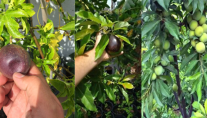 Como Plantar Frutas: 13 Frutas Fáceis de Plantar