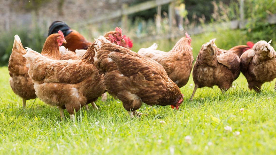 3 Dicas bem simples para você criar galinhas no quintal