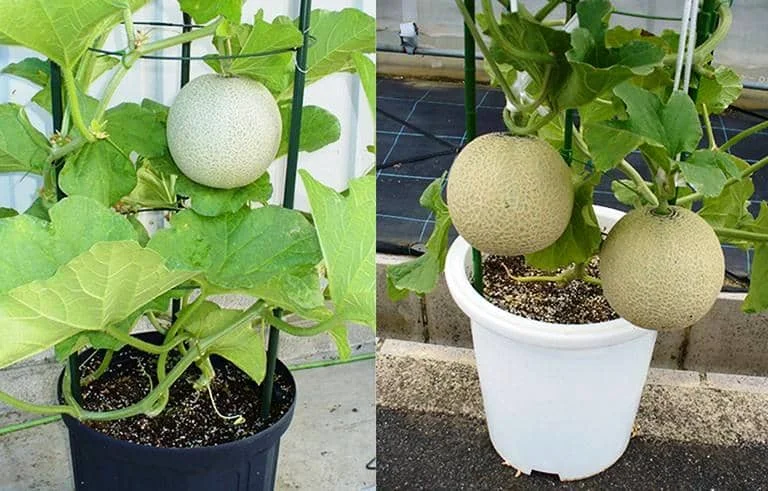 Como plantar melões em vasos em um simples passo