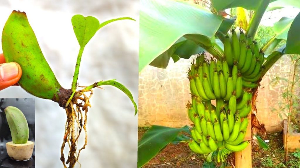 Como cultivar bananeiras e mantê-las sadias confira!