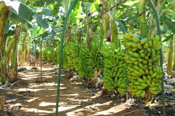 Como cultivar bananeiras e mantê-las sadias confira!