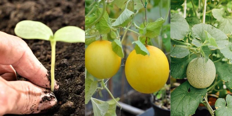 Como plantar melões em vasos em um simples passo