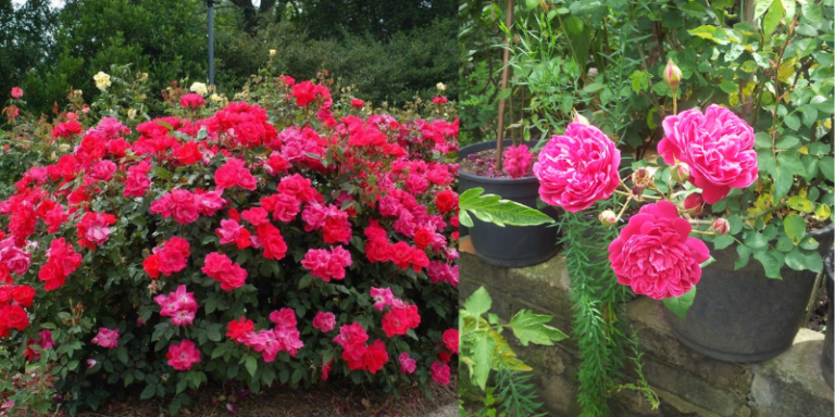 Como Cultivar um Jardim de Rosas em Vasos