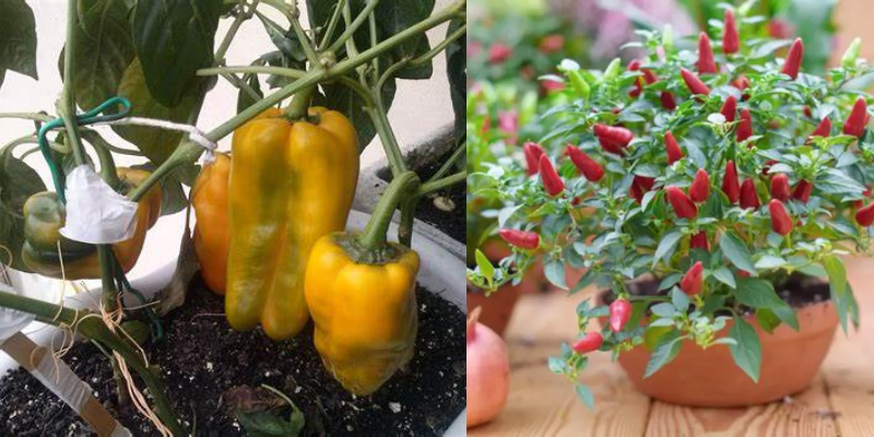 Como cultivar pimentas e pimentões em jardins