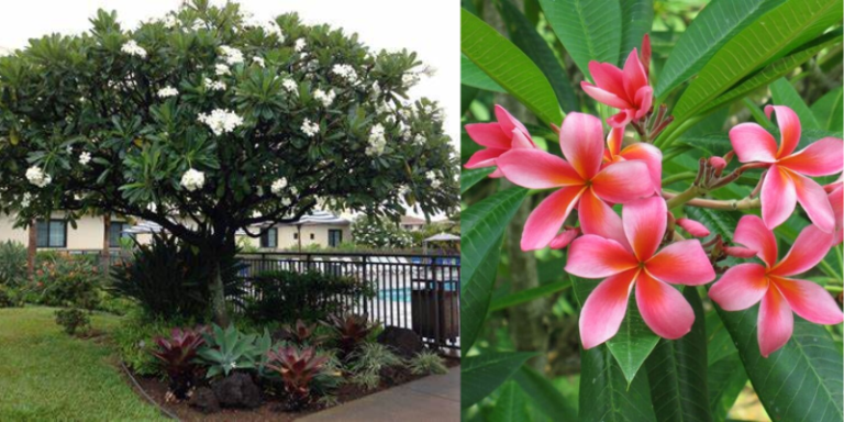 Jasmim-manga árvore ornamental de aroma agradável Uma das espécies ornamentais que mais chamam a atenção por sua beleza e por seu aroma é a Jasmim-manga, cujo nome científico