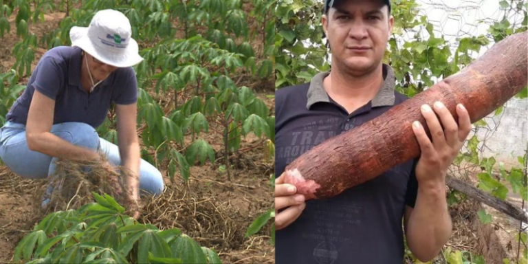 Como Plantar Mandioca em quintal confira!