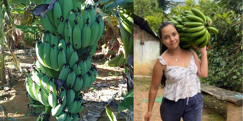 Como cultivar bananeiras e mantê-las sadias confira!