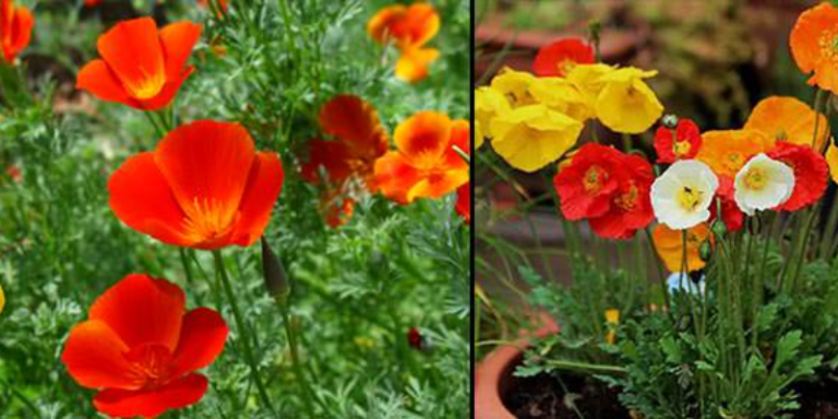 Papoula como plantar e cultivar no seu jardim