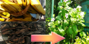 4 maneiras de usar cascas de banana para plantas