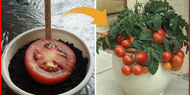 8 Maneiras Diferentes de Plantar Tomates confira!