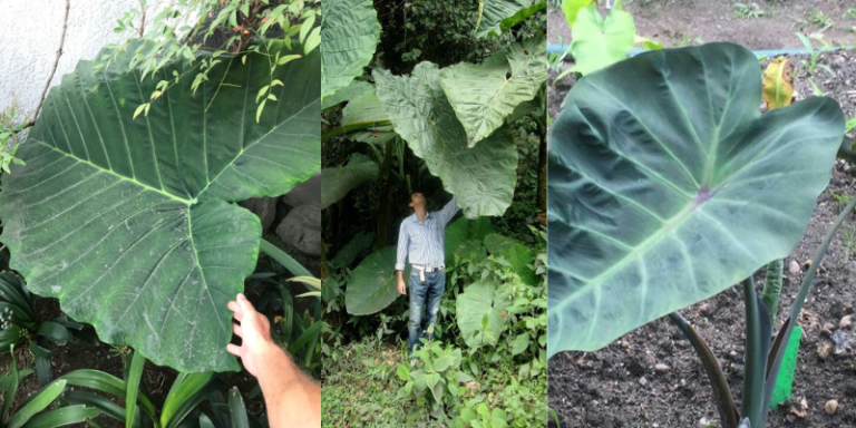 Como plantar taioba no seu quintal passo a passo!