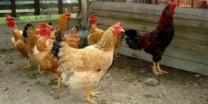 Alimentar e a produção de ração para frangos de corte