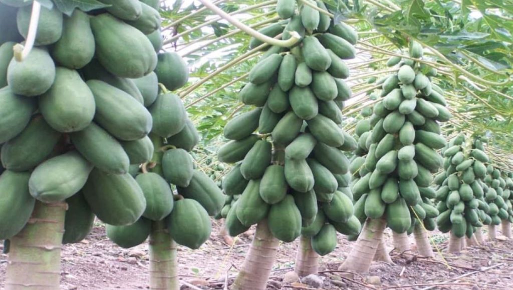 Como plantar mamão de maneira correta confira!