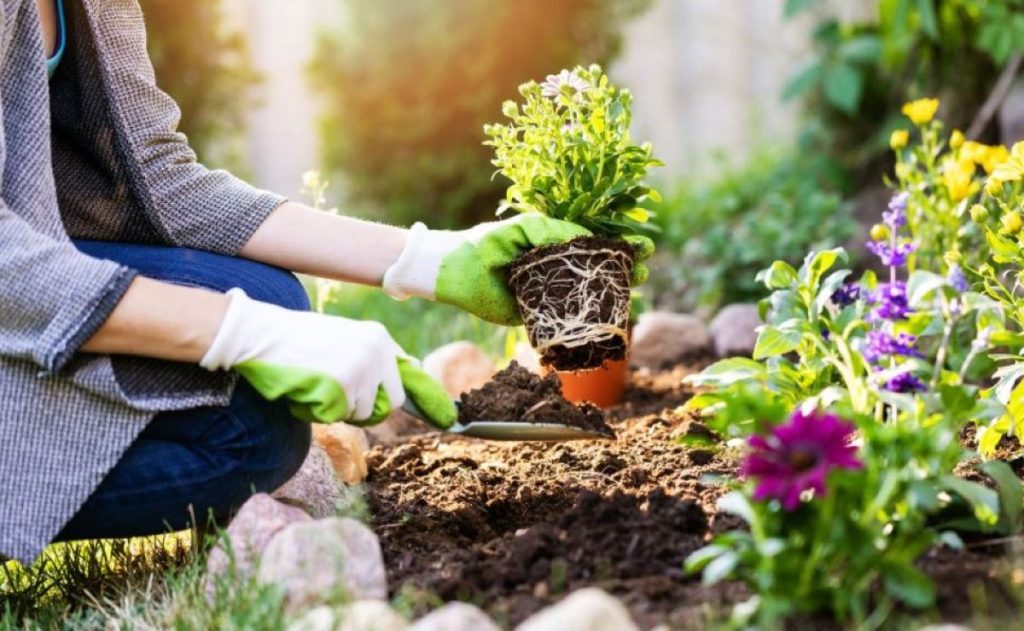 Aprenda a capinar de maneira orgânica: Plantas Bandidos