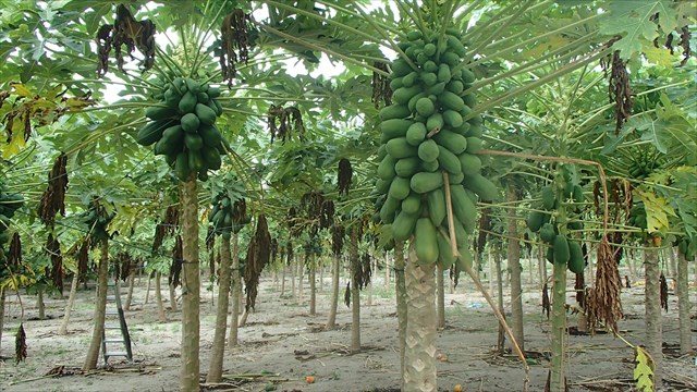 Como plantar mamão de maneira correta confira!