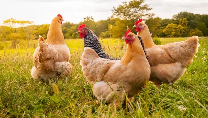 3 Dicas bem simples para você criar galinhas no quintal