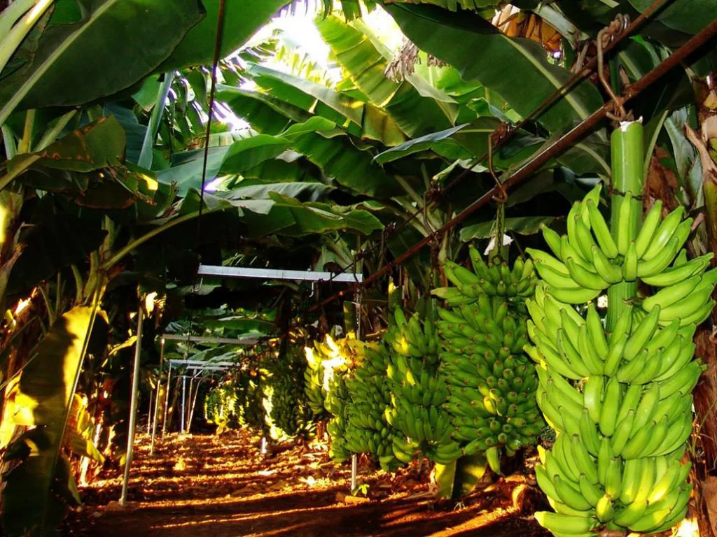 Como cultivar bananeiras e mantê-las sadias confira!