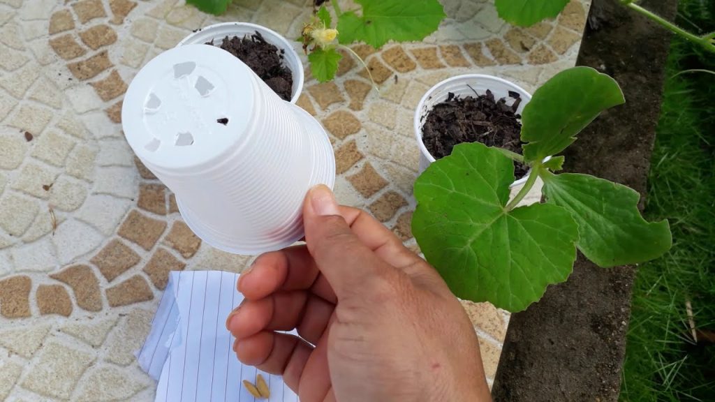 Como plantar melões em vasos em um simples passo