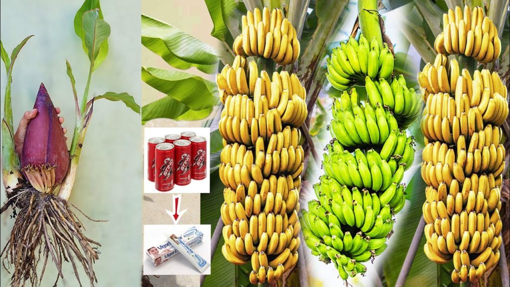 Como cultivar bananeiras e mantê-las sadias confira!