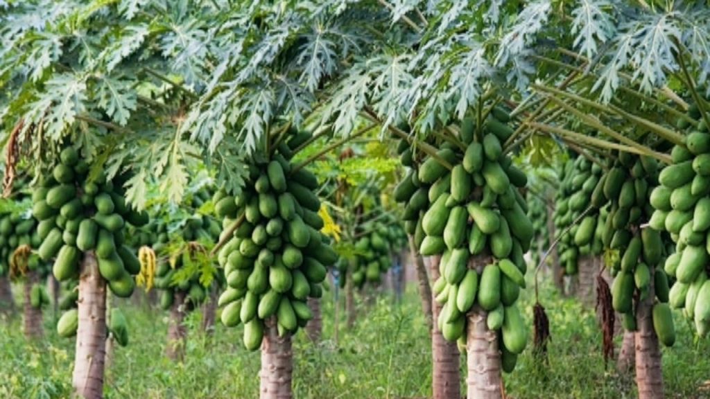 Como plantar mamão de maneira correta confira!