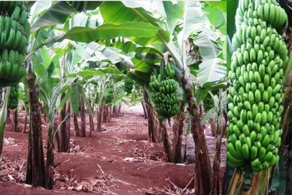 Como cultivar bananeiras e mantê-las sadias confira!