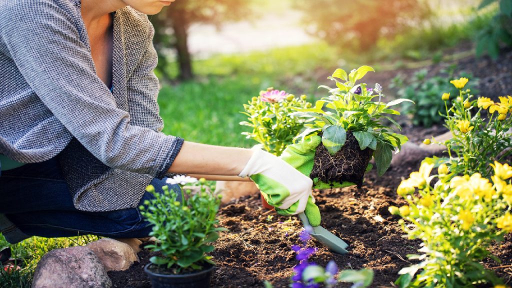 Aprenda a capinar de maneira orgânica: Plantas Bandidos