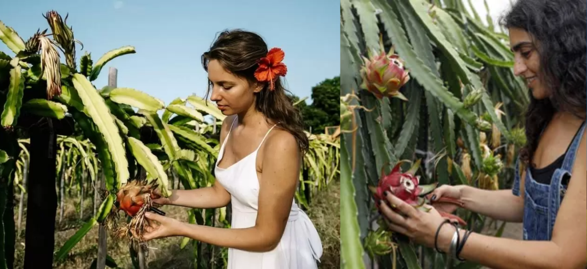 Guia Completo sobre Como Plantar Pitaya no Solo: Dicas e Passos Essenciais