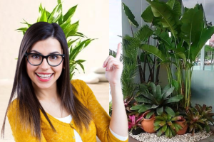 Cultivo em Apartamento: Descubra a Melhor Planta para Transformar seu Espaço