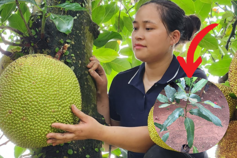 Descubra o Tempo de Germinação de um Caroço de Jaca: Um Guia Completo