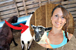 O Que Fazer Quando a Ovelha Rejeita o Cordeiro: Guia Completo para Criadores de Ovinos