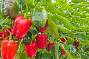 Como Plantar Pimentão Vermelho: Um Guia Completo para Cultivar Essa Variedade Colorida e Saborosa em Seu Jardim