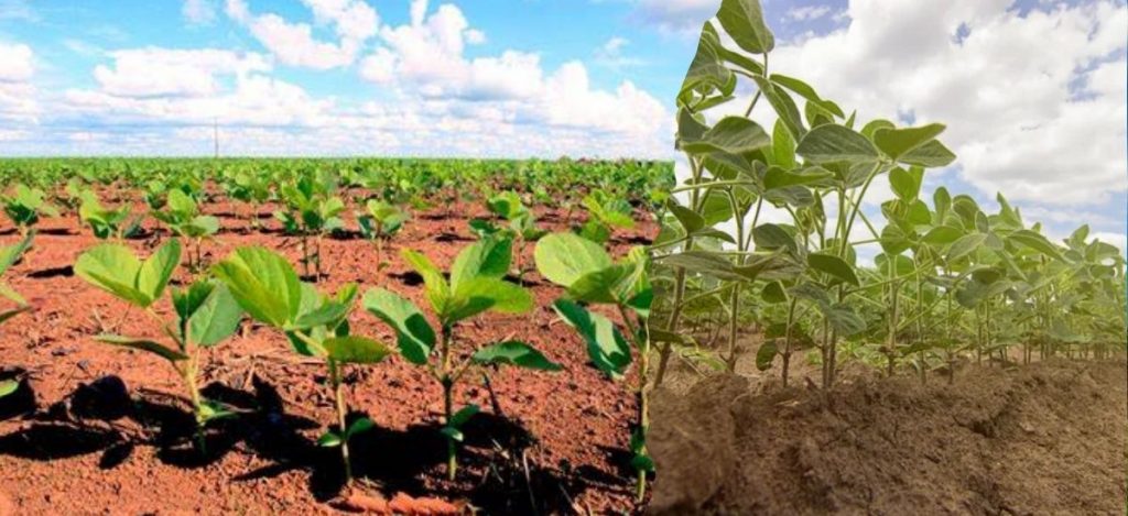Plantação de Soja no Brasil: Como Iniciar uma Plantação?