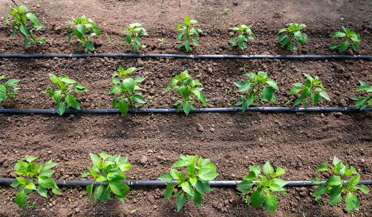 Benefícios da irrigação por gotejamento