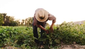 agricultor na lavoura