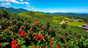 preço do café hoje no espírito santo