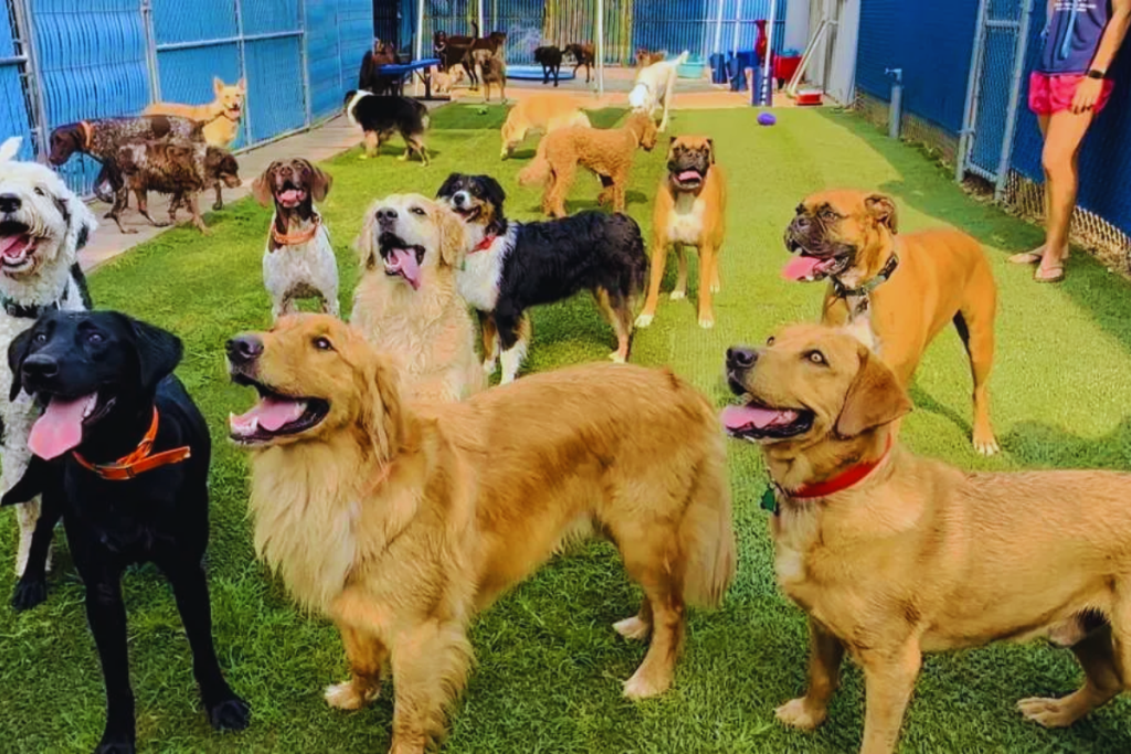 Creche Legal de Cachorro: Tudo o que você precisa saber