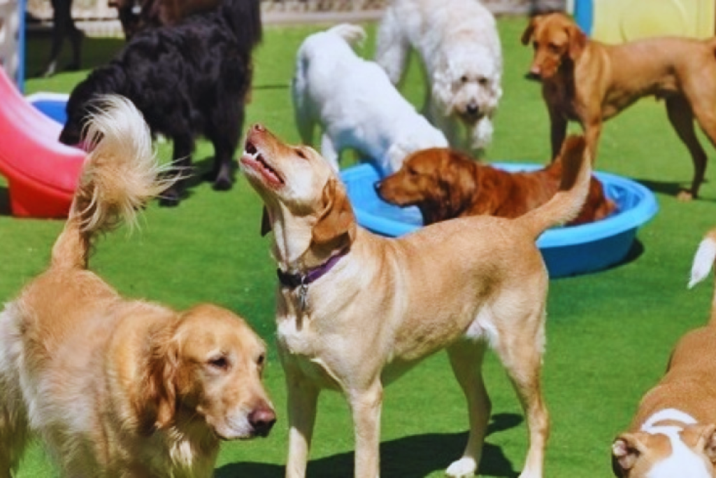 Creche Legal de Cachorro: Tudo o que você precisa saber