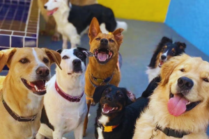 Creche Legal de Cachorro: Tudo o que você precisa saber