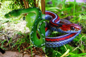 As Cobras Mais Bonitas do Mundo: Beleza Exótica da Natureza