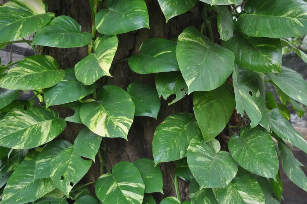 Tudo sobre a jiboia: a planta ideal para sua casa