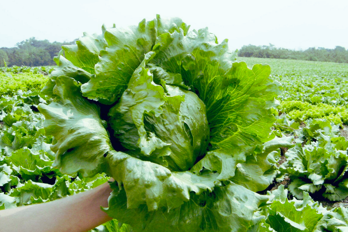 Alface Americana: A Escolha Perfeita para Sua Salada