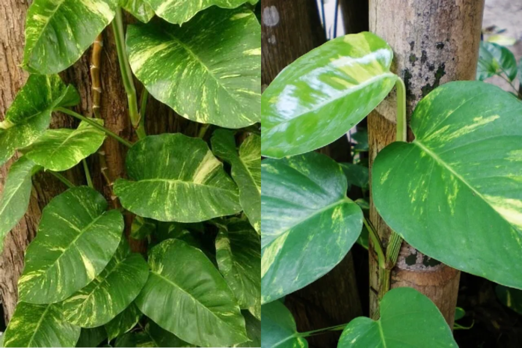 Tudo sobre a jiboia: a planta ideal para sua casa