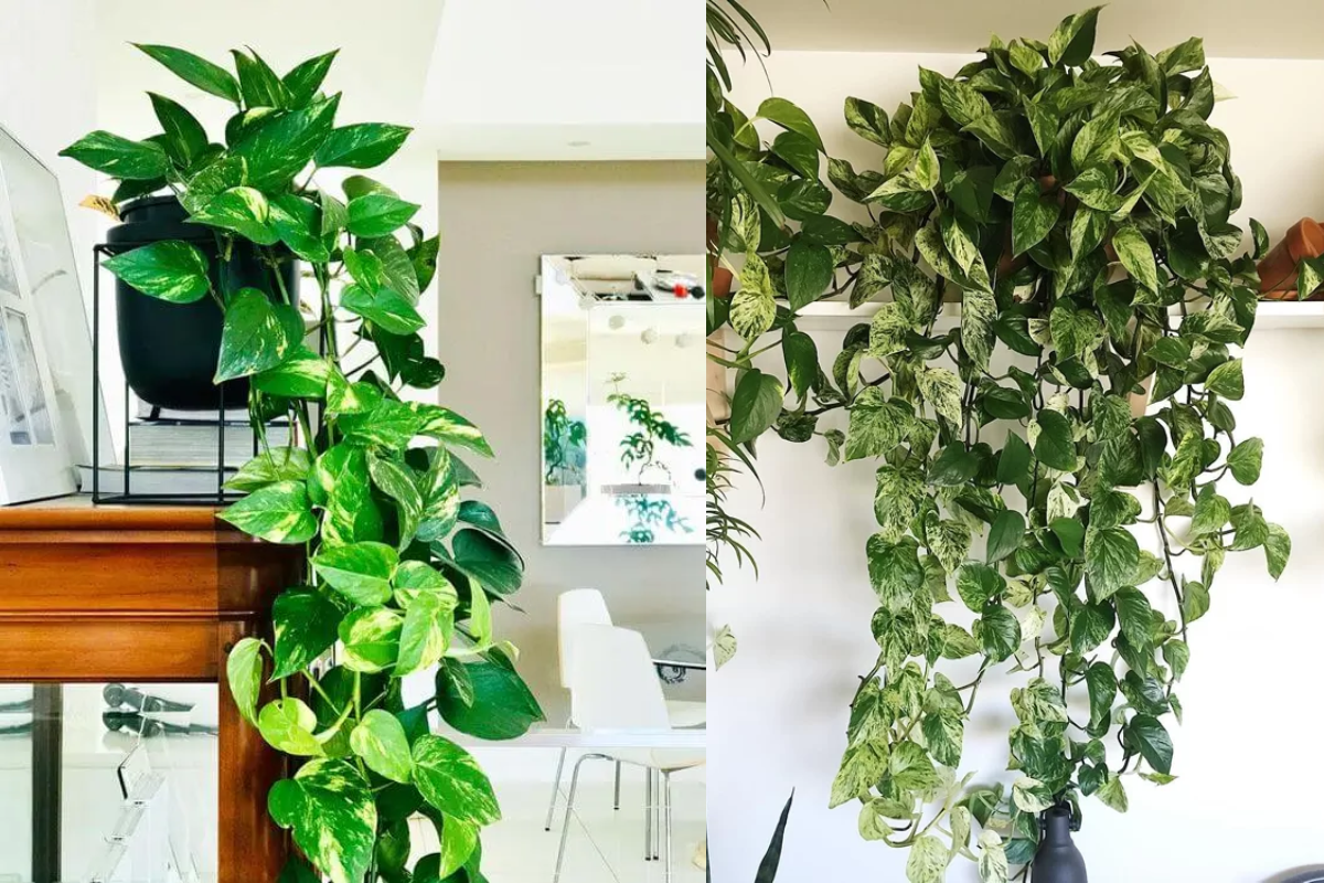 Tudo sobre a jiboia: a planta ideal para sua casa