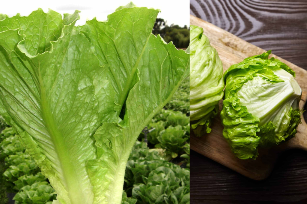 Alface Americana: A Escolha Perfeita para Sua Salada
