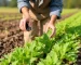 Agricultura e Agronegócio