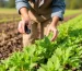 Agricultura e Agronegócio